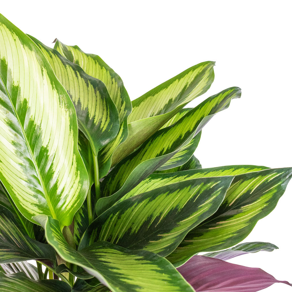 Calathea ornata Beauty Star