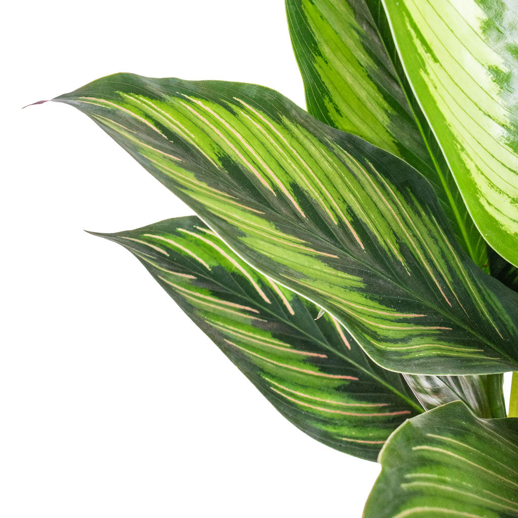 Calathea ornata Beauty Star