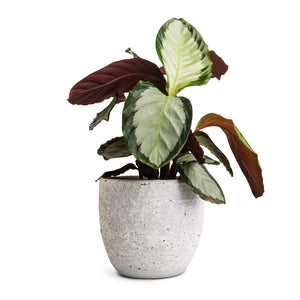 Calathea picturata Argentea & Cas Plant Pot - Cool Grey