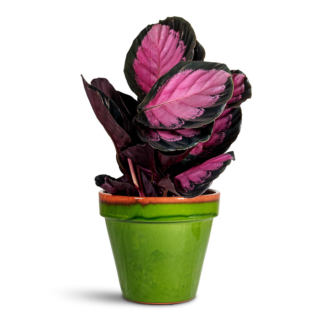 Calathea picturata Crimson 14x40cm House Plant in Olli Pot Apple 27x22cm