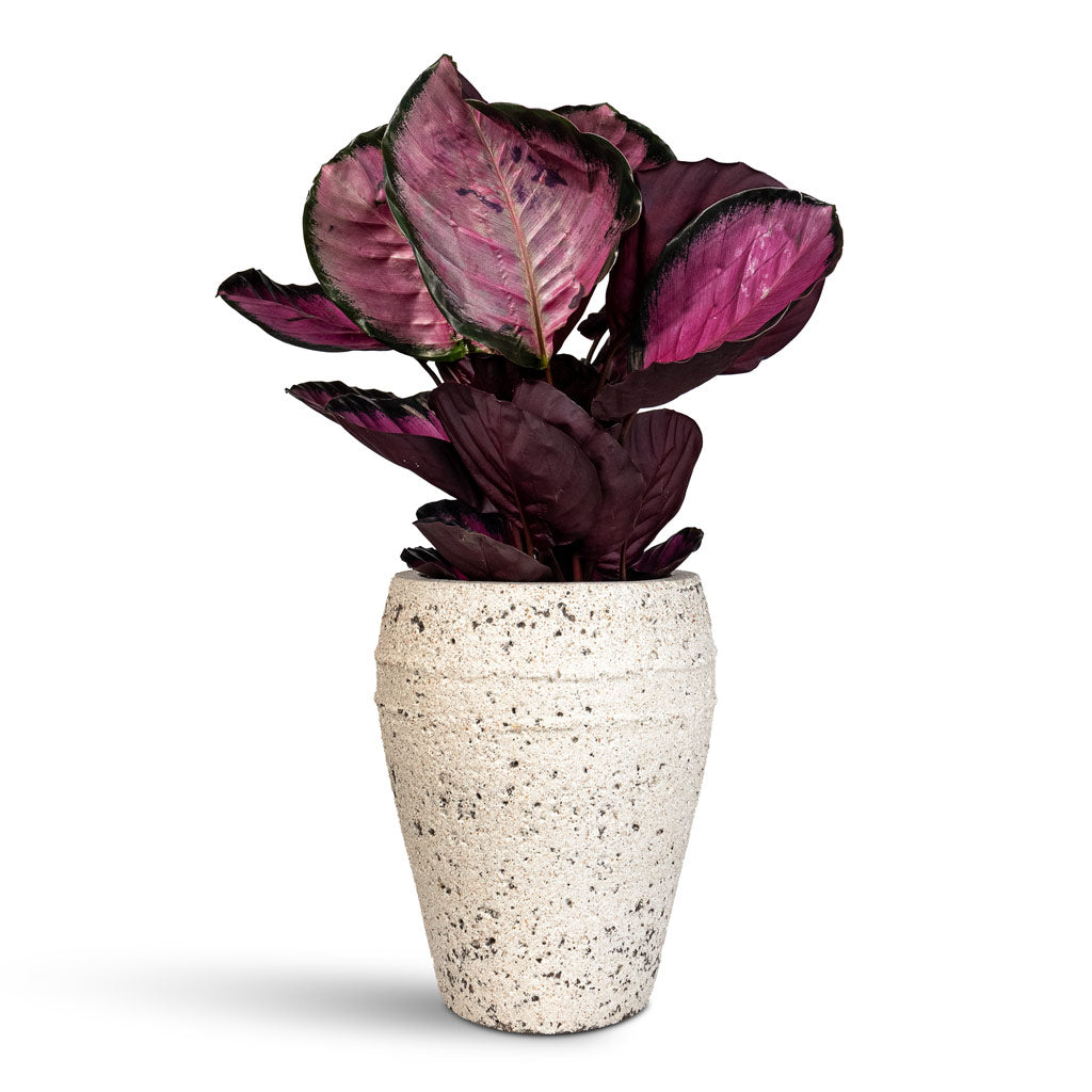 Calathea picturata Crimson - 14x50cm In Ares Mediterranean Planter Chalk White - 27x32cm