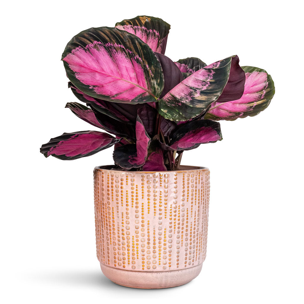 Calathea picturata Crimson - 14x50cm In Cille Pot Vintage Pink - 21x20cm