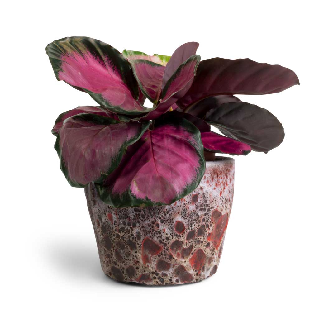 Calathea picturata Crimson & Lava Couple Straight Relic Planter - Pink
