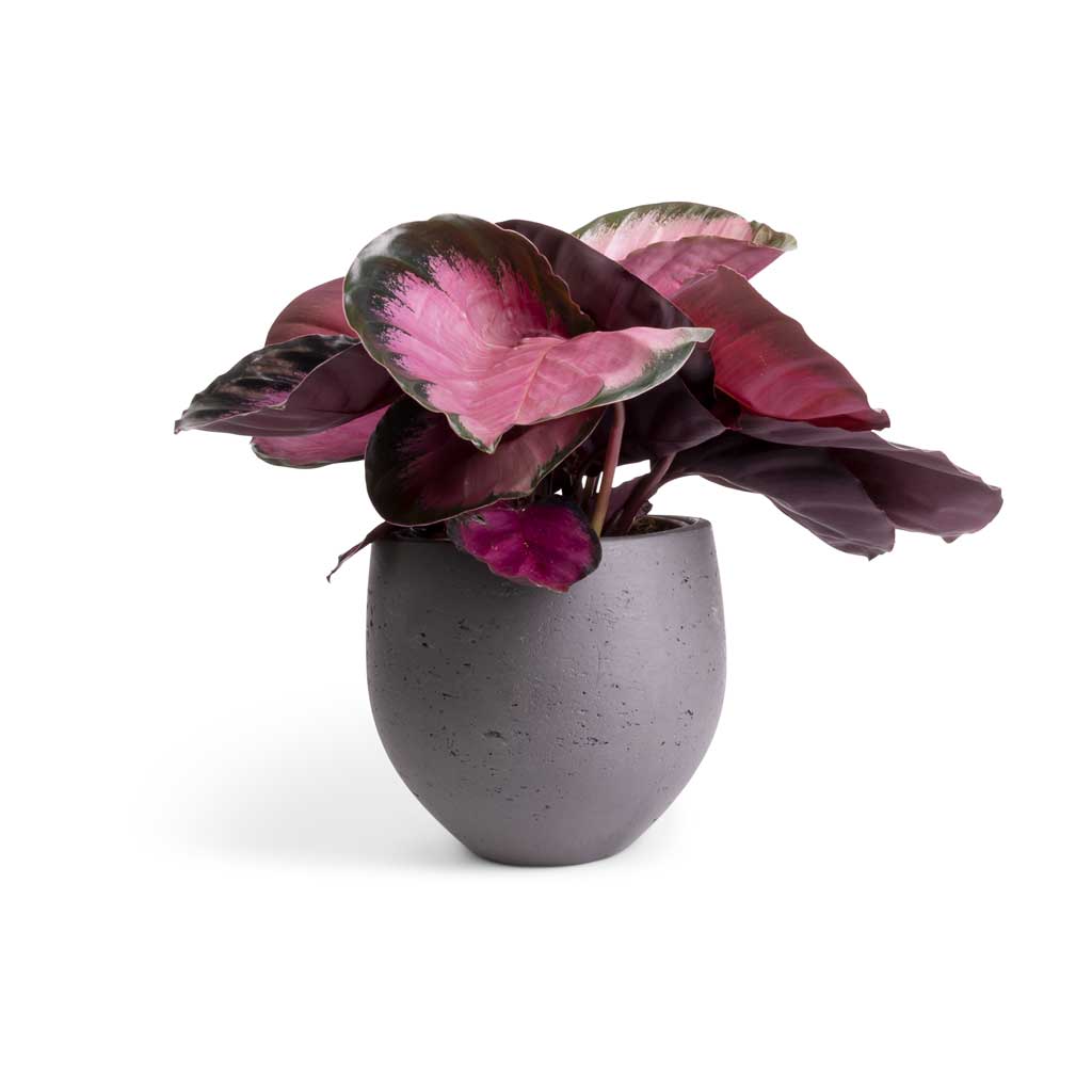 Calathea picturata Crimson & Mini Orb Kevan Plant Pot - Black Washed