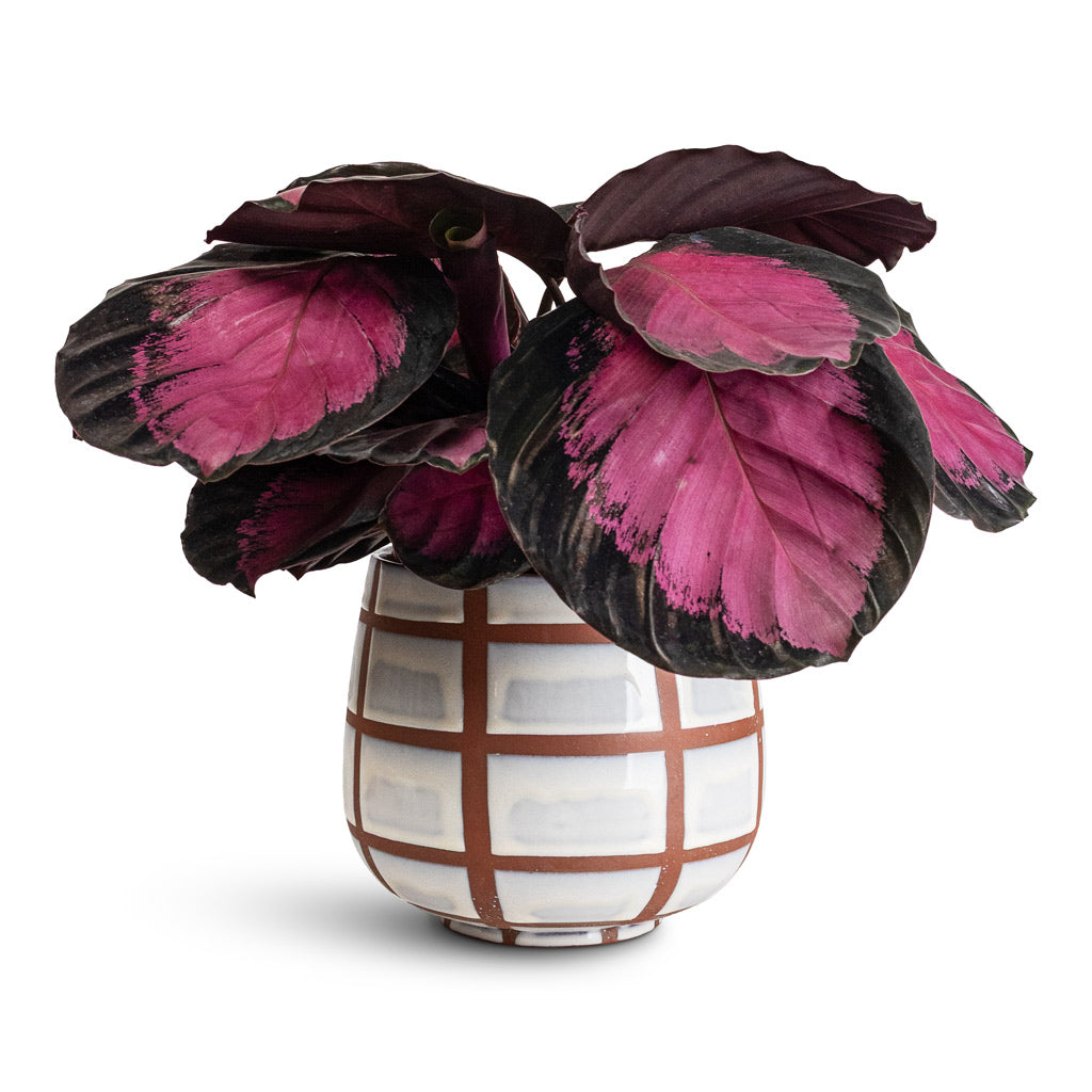 Calathea picturata Crimson In Moda Pot Moon Lattice