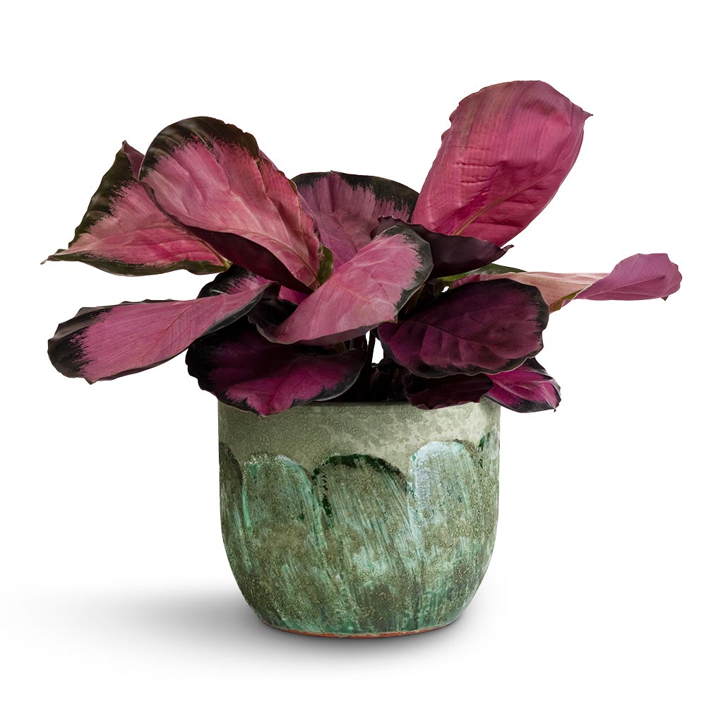 Calathea picturata Crimson & Moon Plant Pot - Jungle