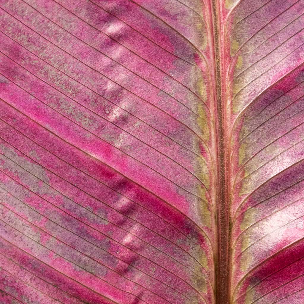 Calathea Picturata Crimson Macro Close Up Leaf Texture