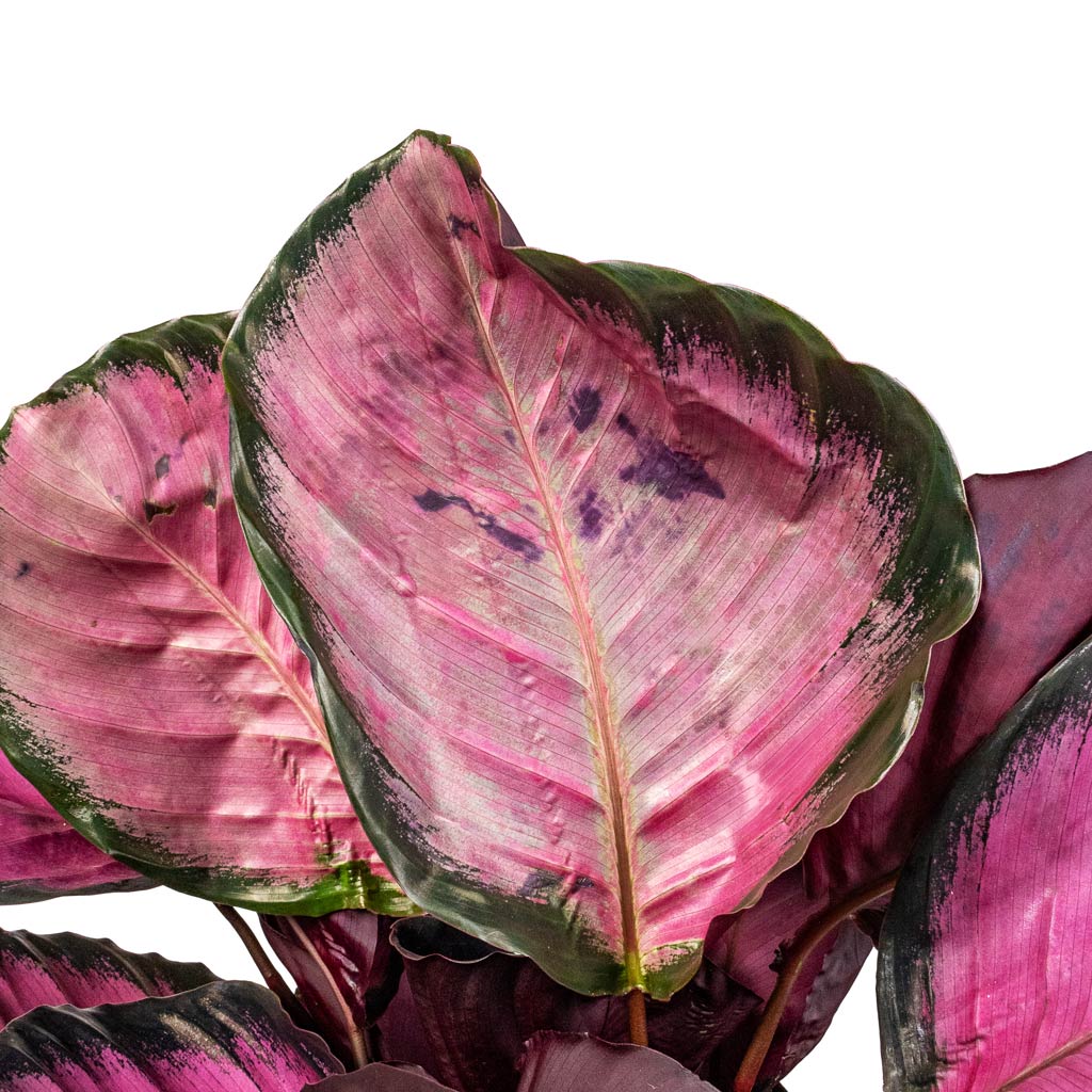 Calathea picturata Crimson Close Up Of Leafs