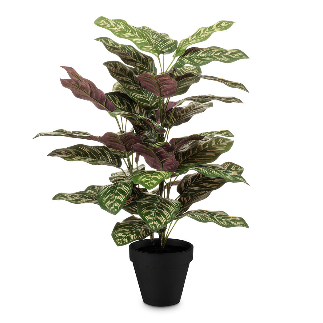 Calathea roseopicta Bush Potted 65cm Artificial
