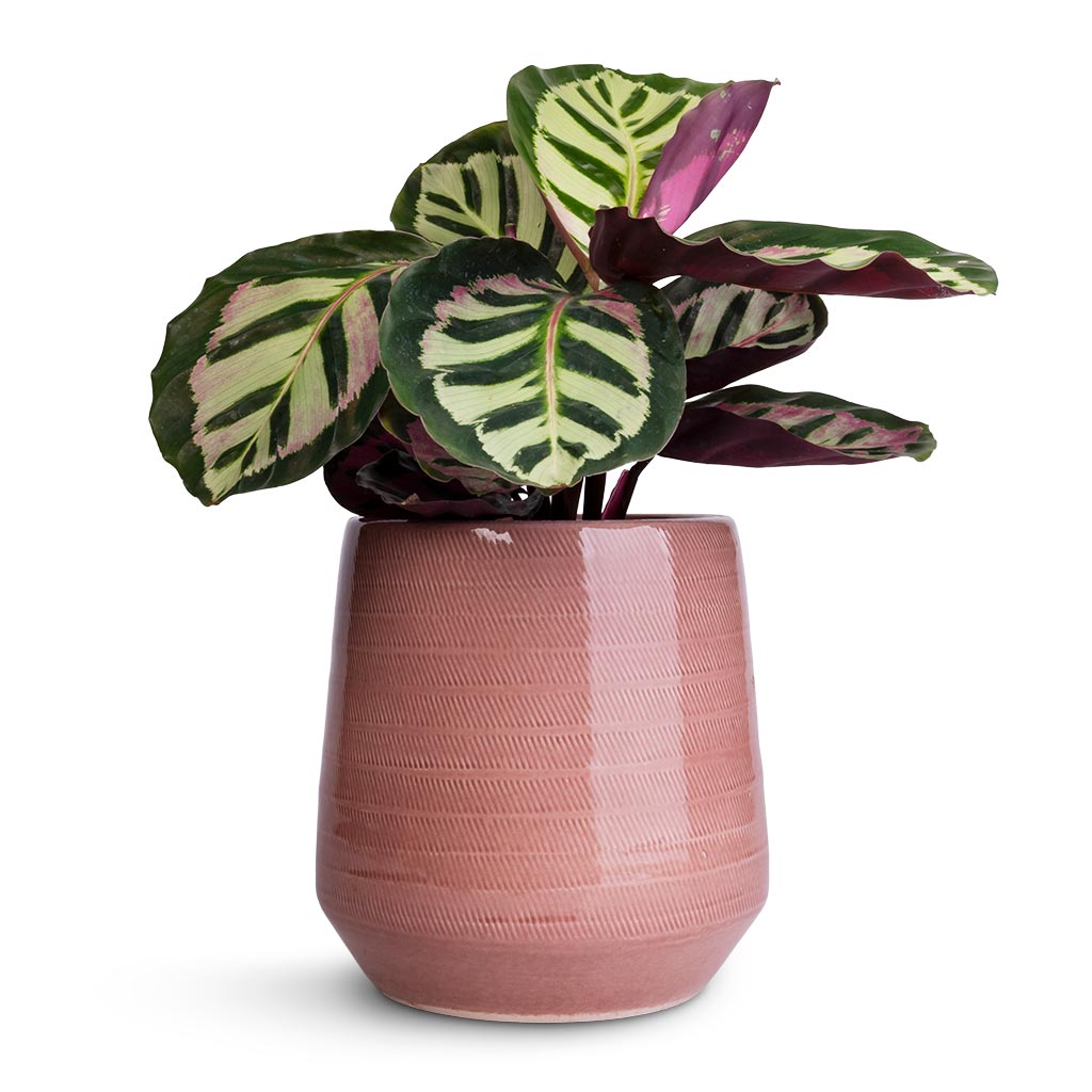 Calathea roseopicta Cora & Remi Plant Pot - Pink