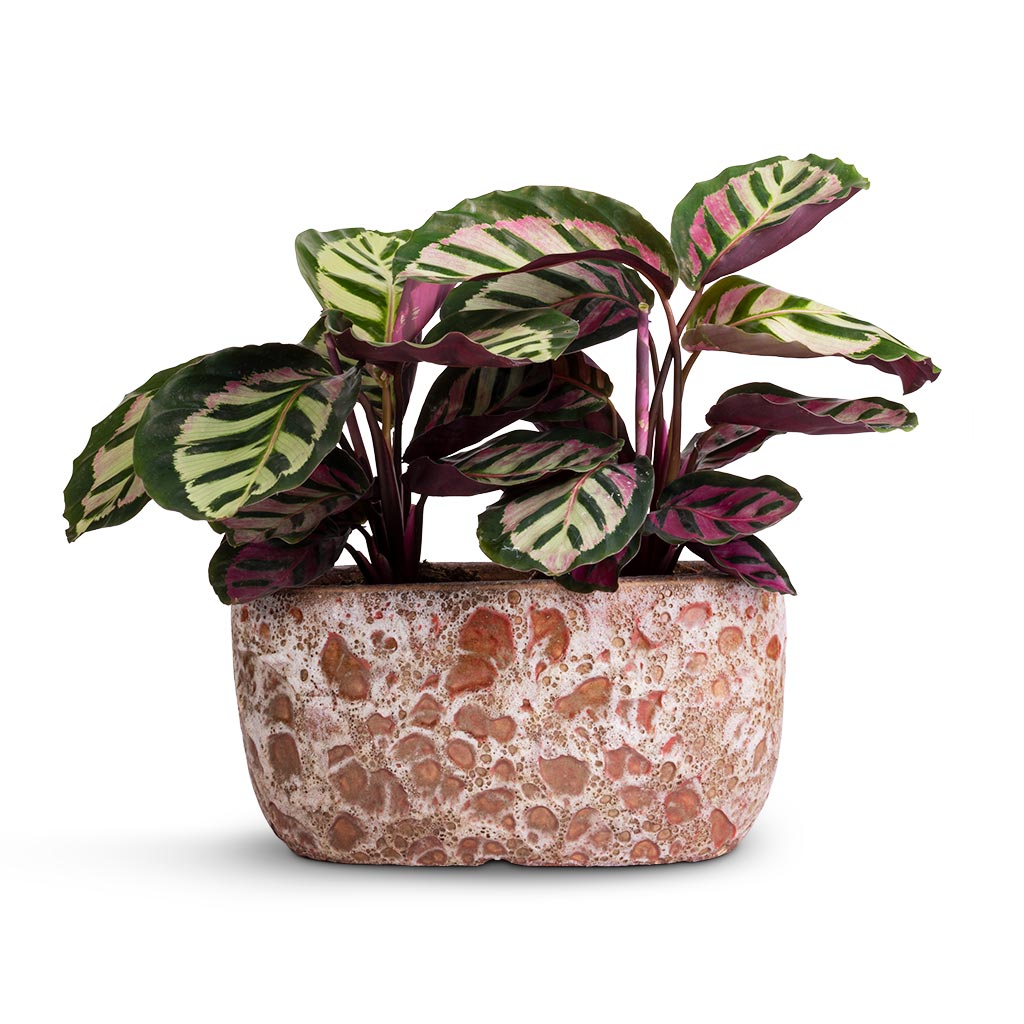 Calathea roseopicta Cora - Two Plants & Lava Oval Relic Plant Bowl - Pink