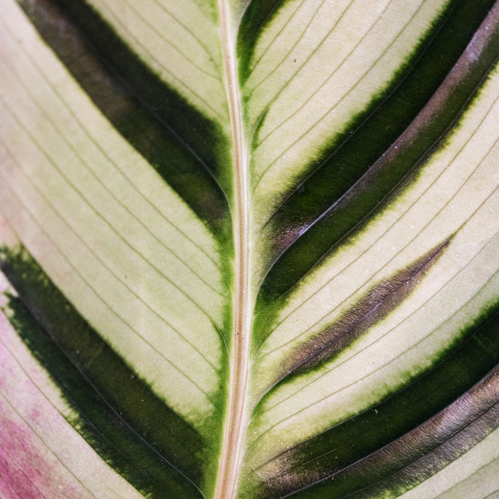 Calathea Roseopicta Cora Close Up