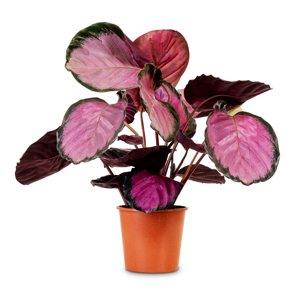 Calathea Roseopicta Crimson 14x40cm