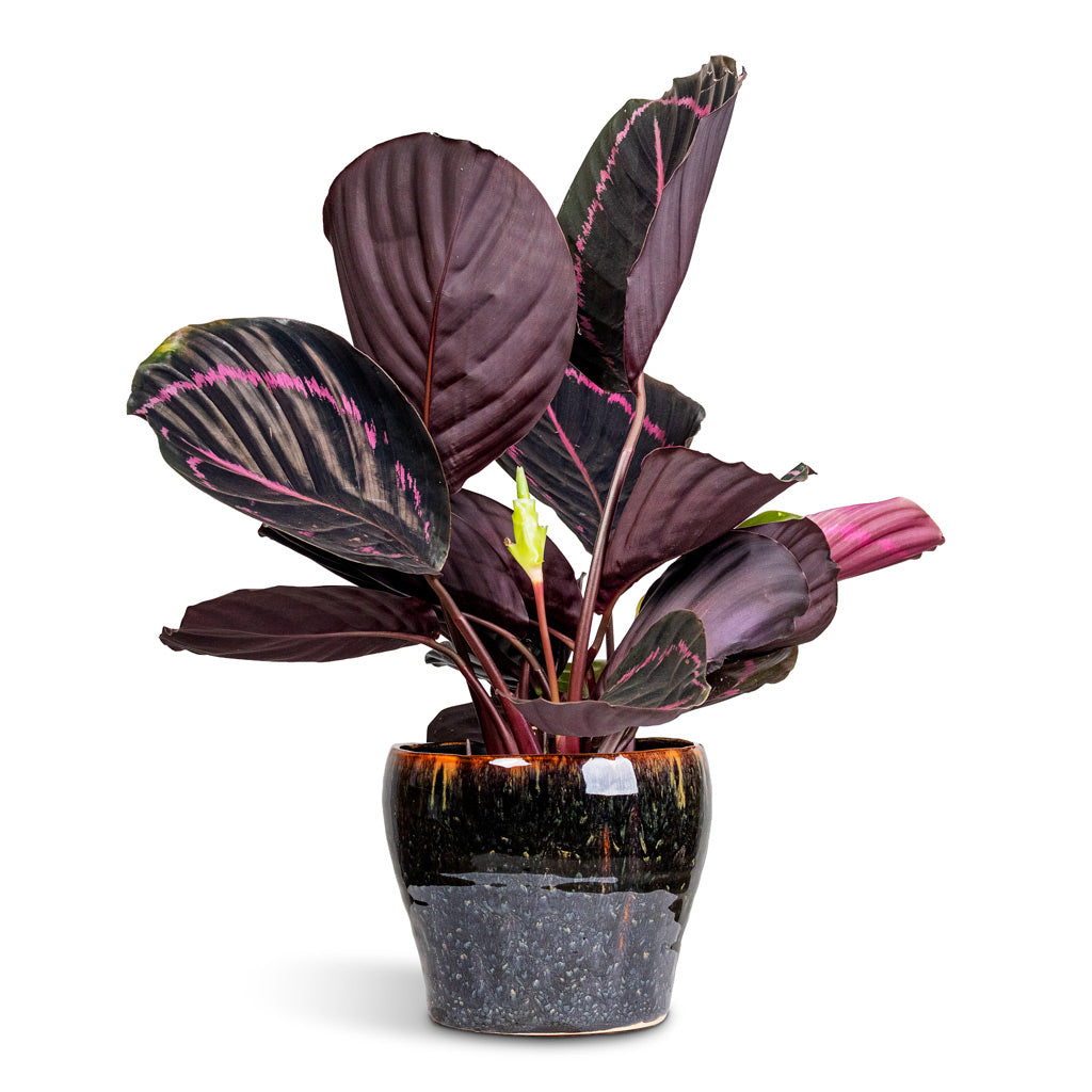 Calathea roseopicta Dottie 14x45cm House Plant in Nia Pot Midnight 18x15cm