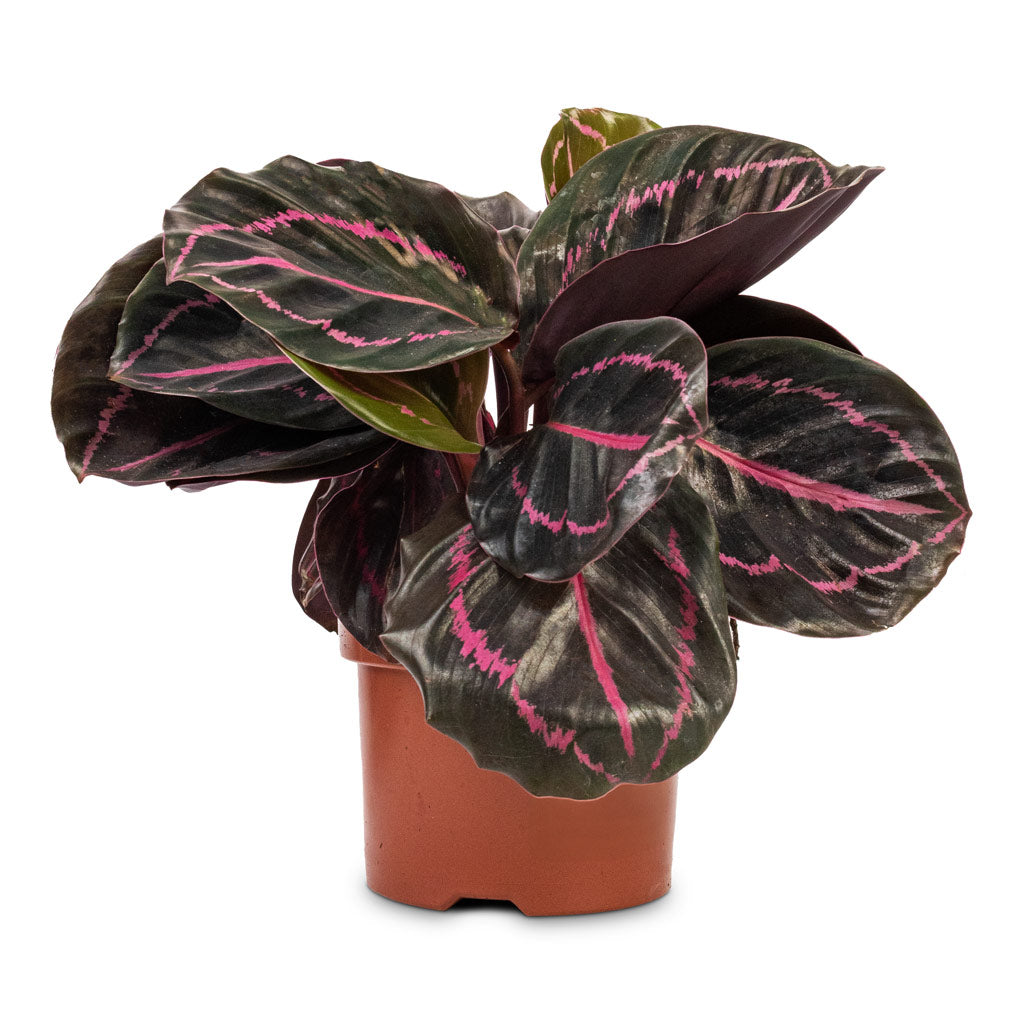 dottie rose painted prayer plant Calathea roseopicta Dottie - Rose Painted Calathea | Hortology