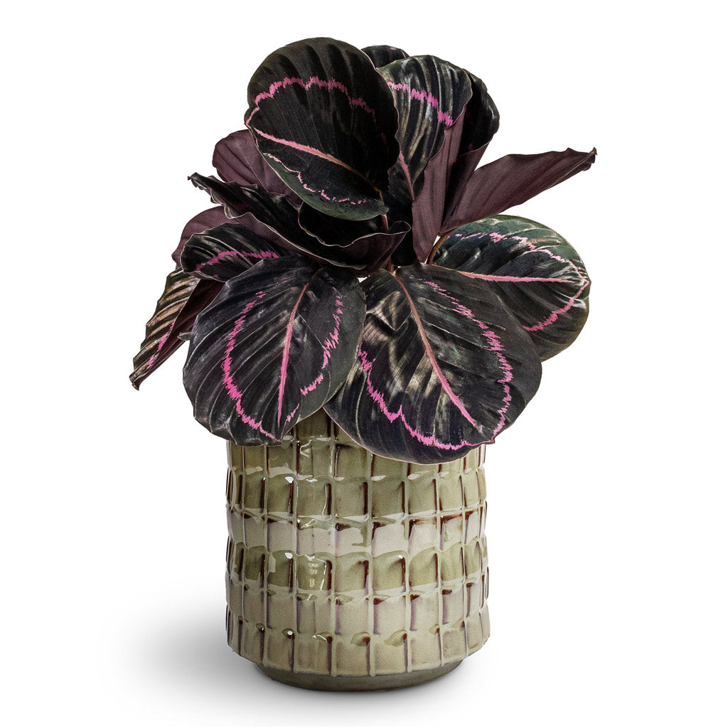 Calathea roseopicta Dottie Rose Painted Calathea - 14x45cm In Stian Plant Pot Moss Green - 21x20cm