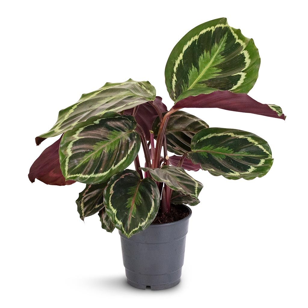 Calathea roseopicta Medallion - 12 x 30cm