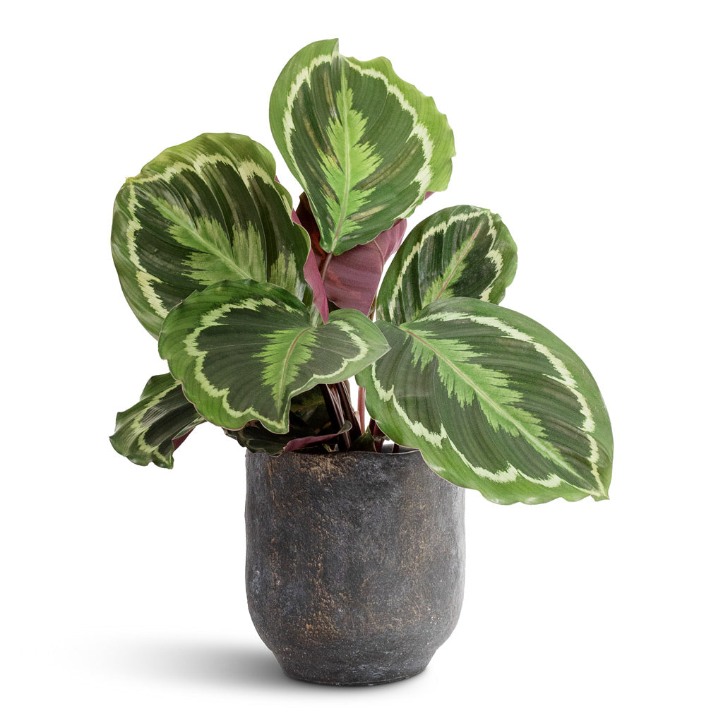 Calathea roseopicta Medallion & Dave Plant Pot - Earth