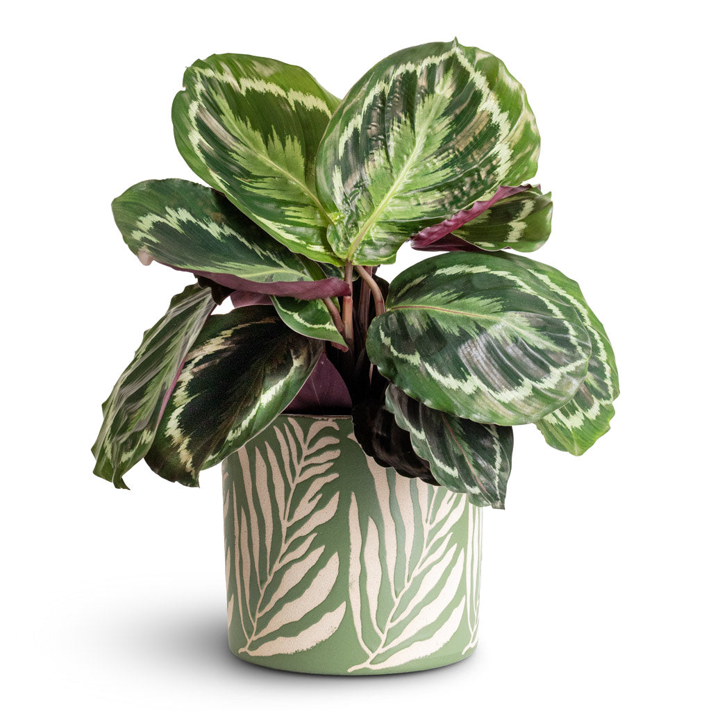 Calathea roseopicta Medallion In Leaf Pot Green