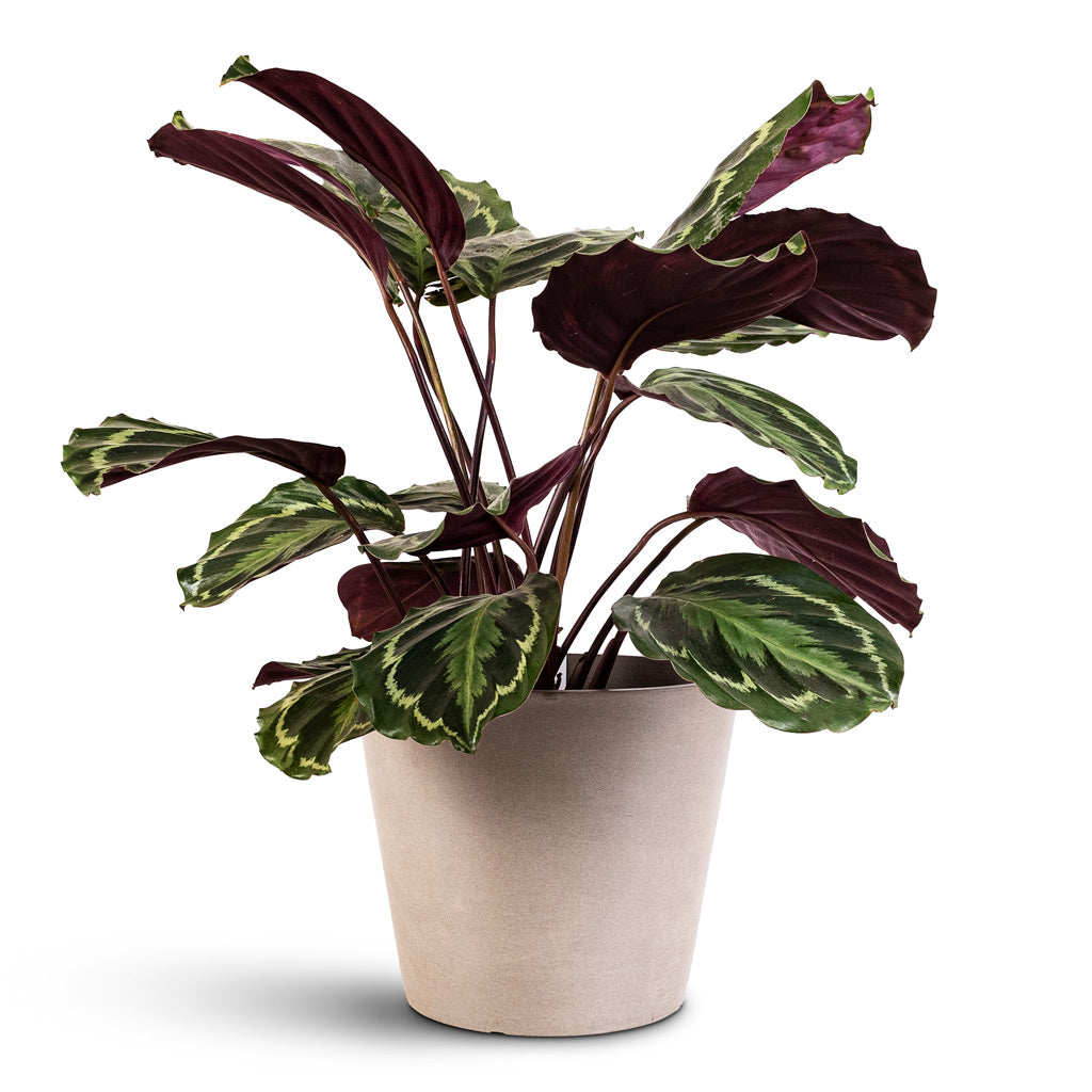Calathea roseopicta Medallion 19x70cm Amsterdam Bucket Planter Taupe 30x26cm