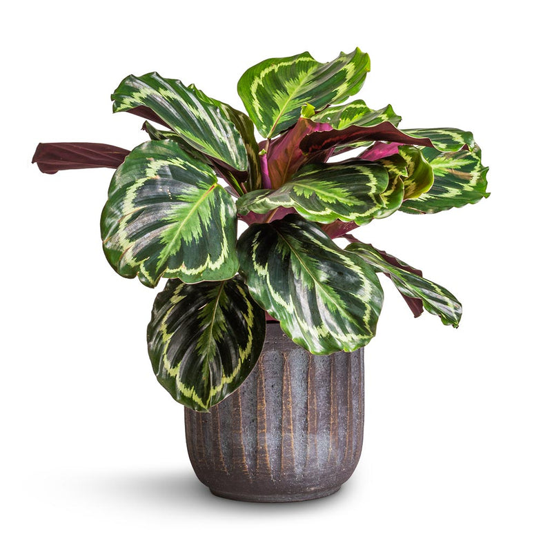 Calathea roseopicta Medallion - Quality Houseplants | Hortology