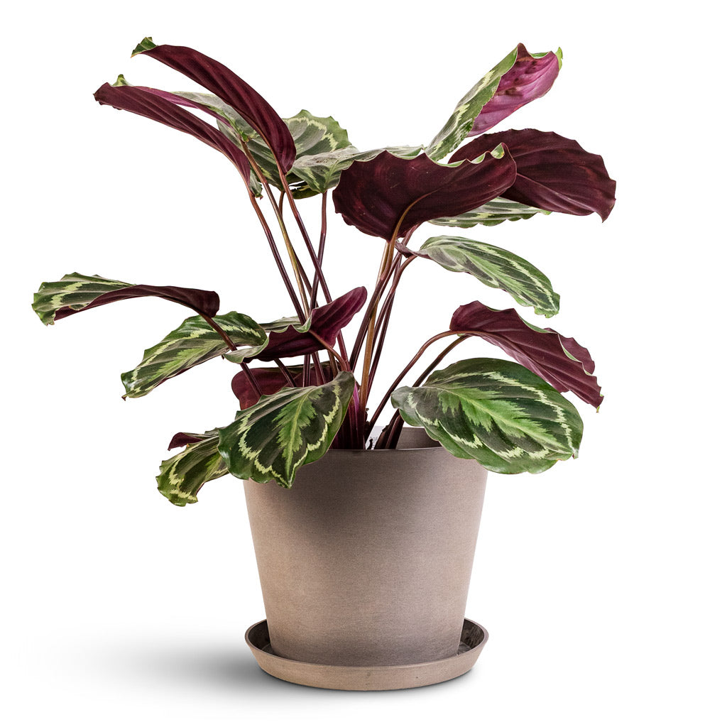 Calathea roseopicta Medallion 19x70cm Saucer Amsterdam Bucket Planter Taupe 30x26cm