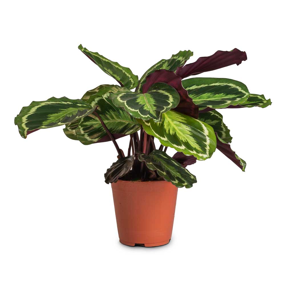 Calathea roseopicta Medallion - 19 x 70cm