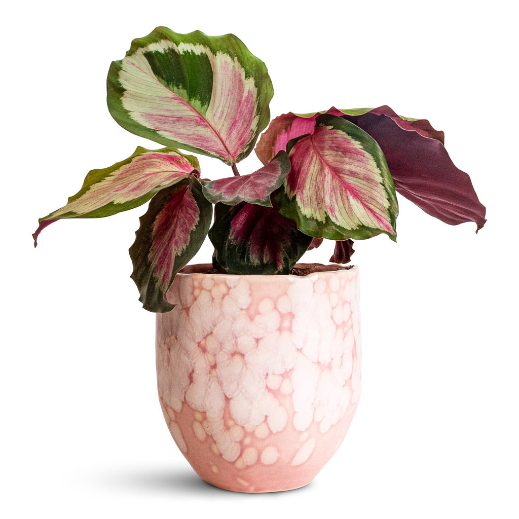 Calathea roseopicta Rosy - 12x35cm In Davide Pot Mauve Mist - 13x13cm