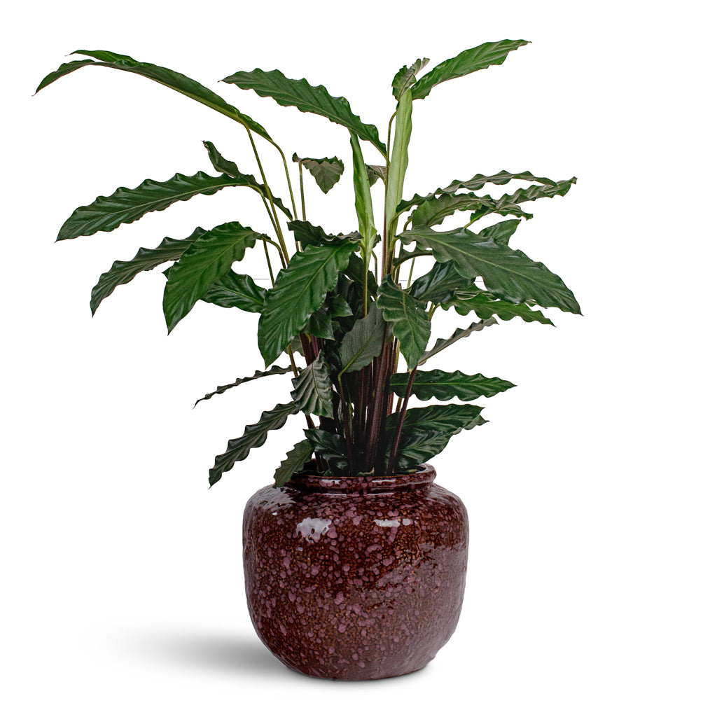 Calathea rufibarba Bluegrass 14x55cm House Plant In Kelsey Pot Vintage Mauve 24x21cm