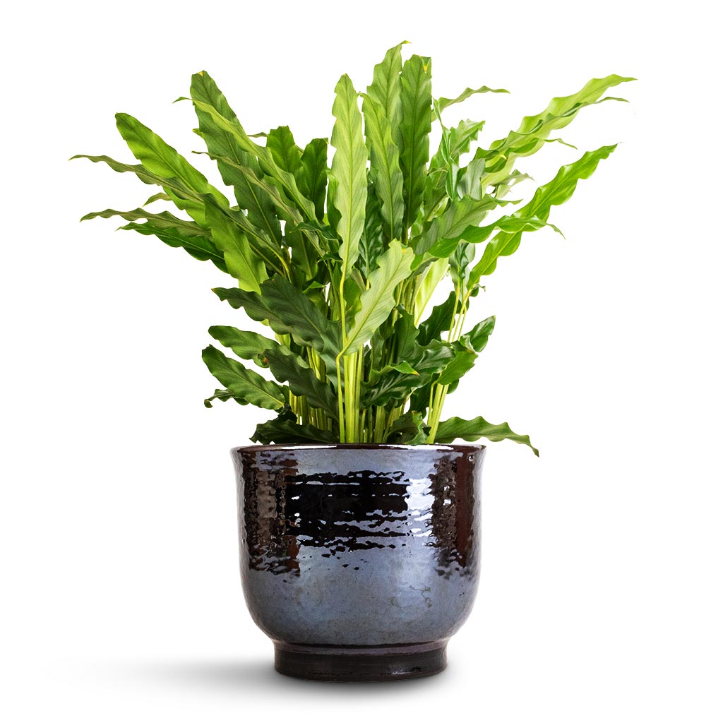 Calathea rufibarba Bluegrass - Velvet Calathea & Jayla Plant Pot - Espresso