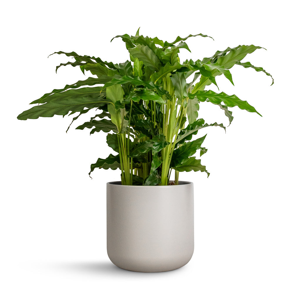 Calathea rufibarba Bluegrass - Velvet Calathea & Lisbon Plant Pot - Light Grey