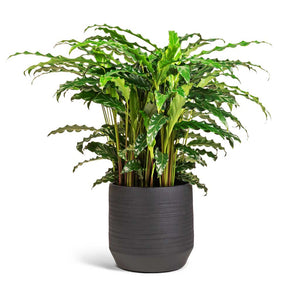 Calathea rufibarba Bluegrass - Velvet Calathea & Norell Plant Pot - Black