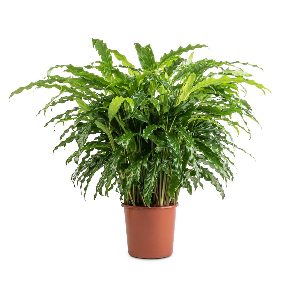 Calathea rufibarba Bluegrass - Velvet Calathea - 17 x 60cm