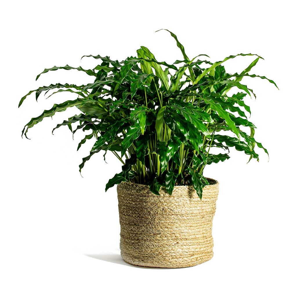 Calathea rufibarba Green Velvet Calathea & Maartje Plant Baskets Set of 5 - Jute