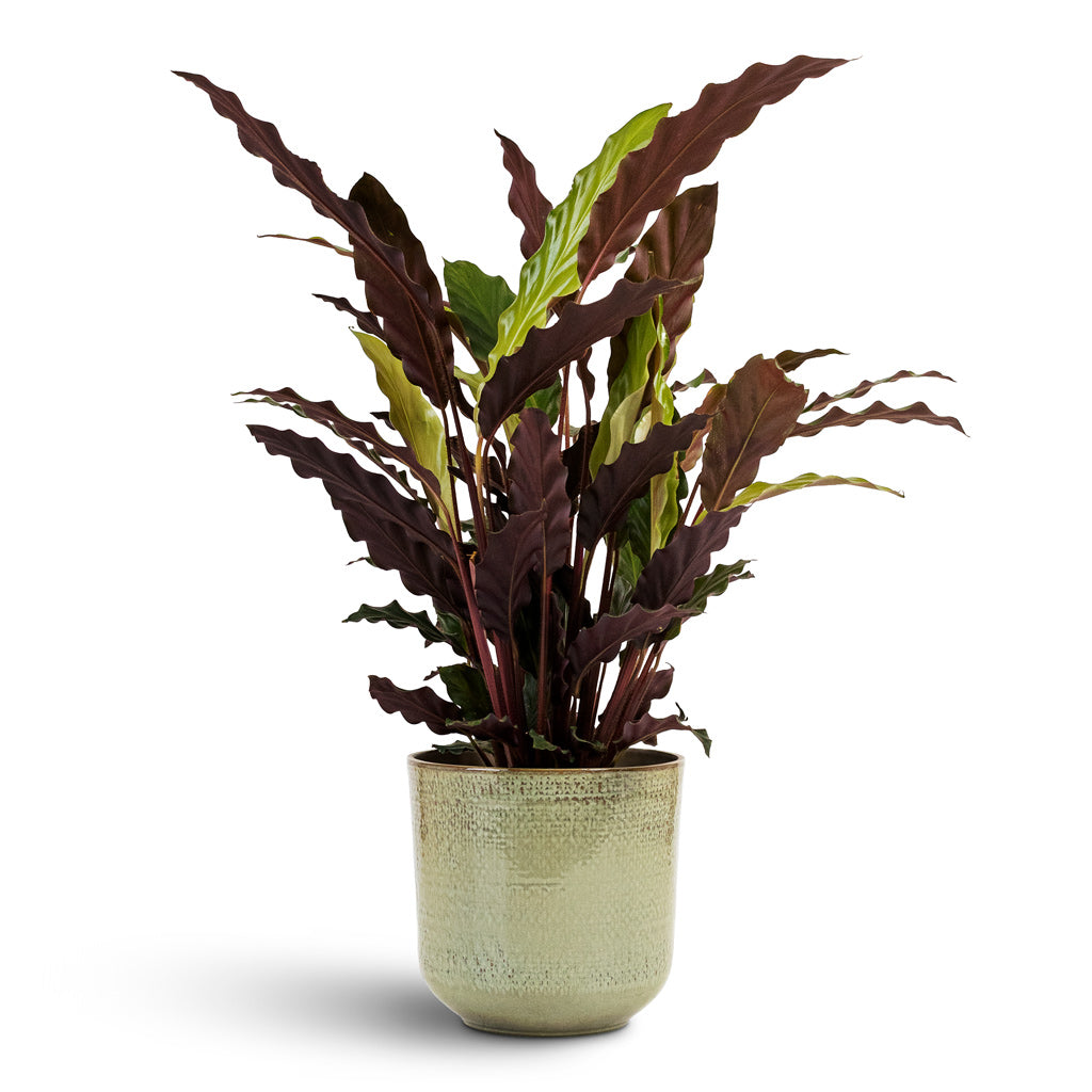 Calathea rufibarba Velvet 14x50cm In Nouri Pot Moss Green 17x16cm