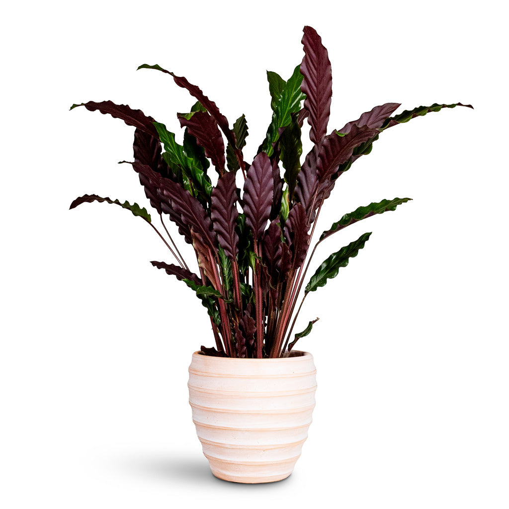 Calathea rufibarba Velvet 17x70cm House Plant in Beatrice Pot Terracotta 24x24cm