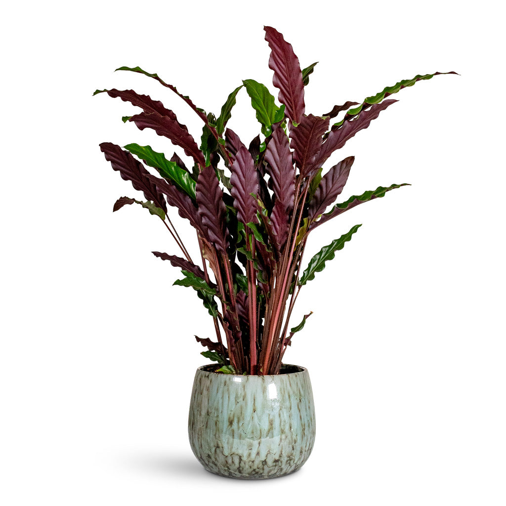 Calathea rufibarba Velvet 17x70cm House Plant in Odile Pot Dusk Blue 24x19cm