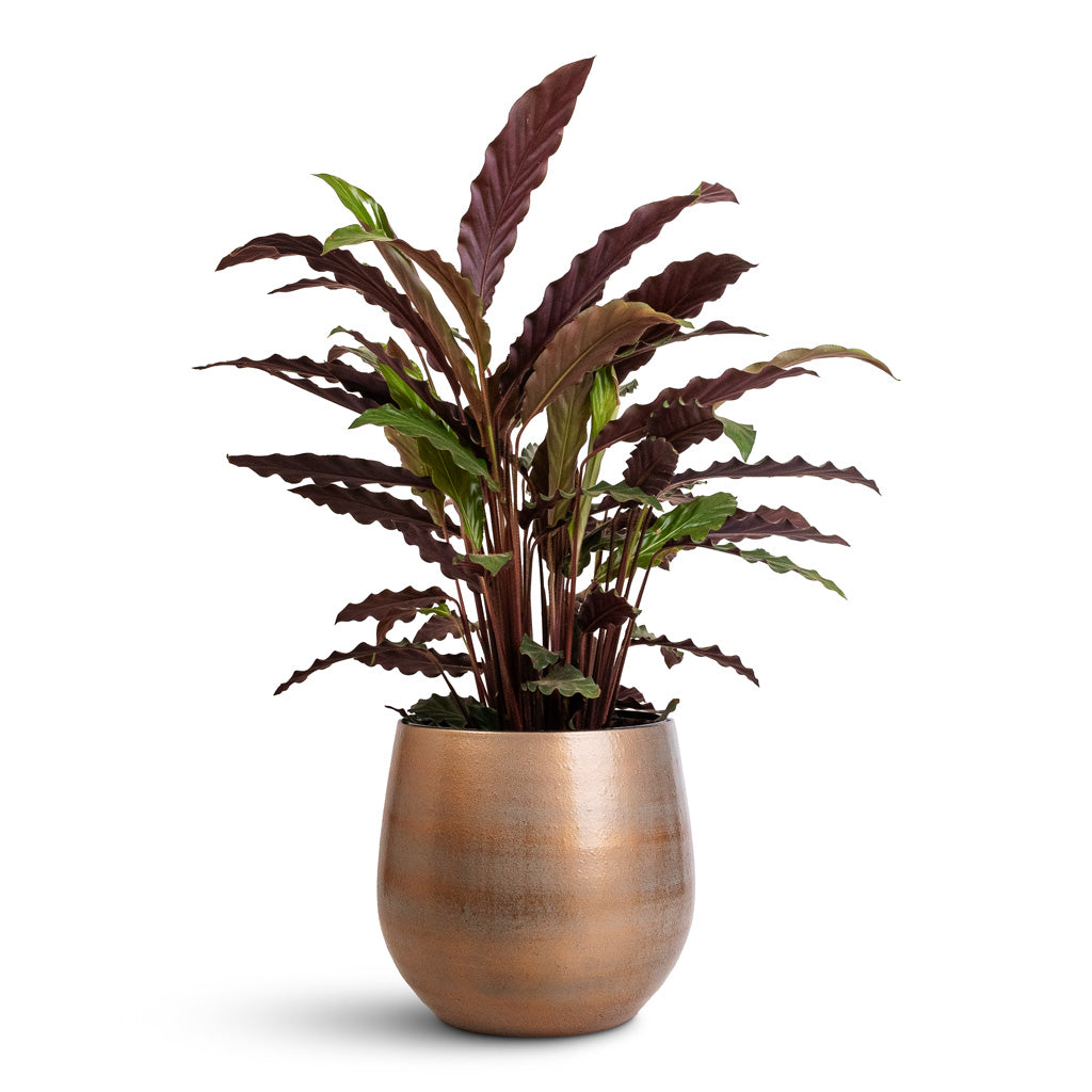 Calathea Rufibarba Velvet - 19x80cm In  Esra Pot Champagne-26x26cm