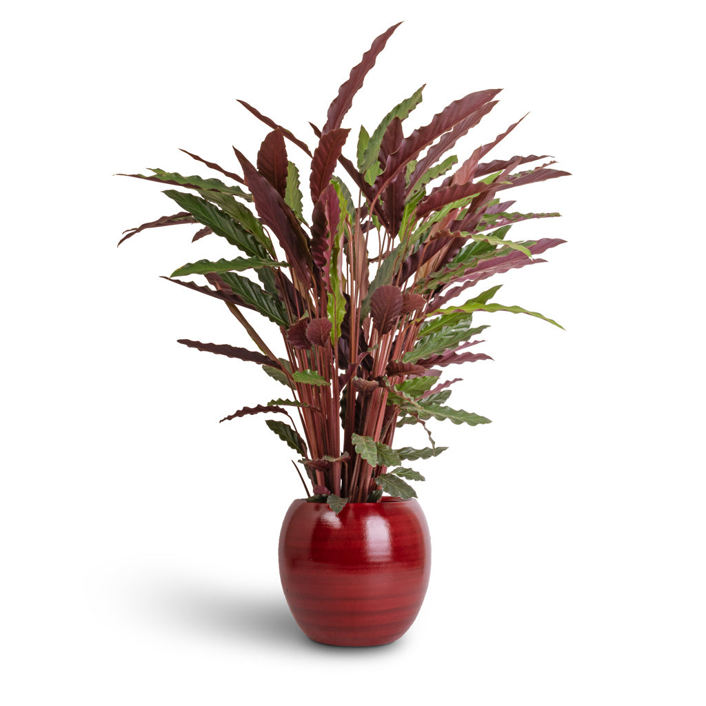 Calathea rufibarba - Velvet Calathea &amp; Cresta Plant Pot - Deep Red