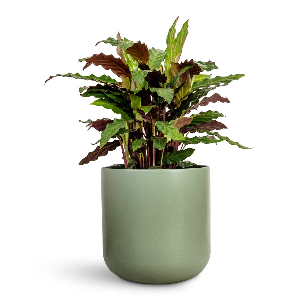 Calathea rufibarba Velvet Calathea - 19x90cm &amp; Lisbon Plant Pot Sage - 24x24cm