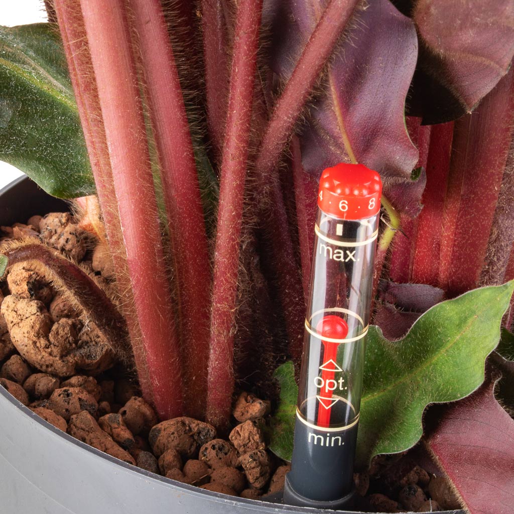 Calathea rufibarba - Velvet Calathea - HydroCare