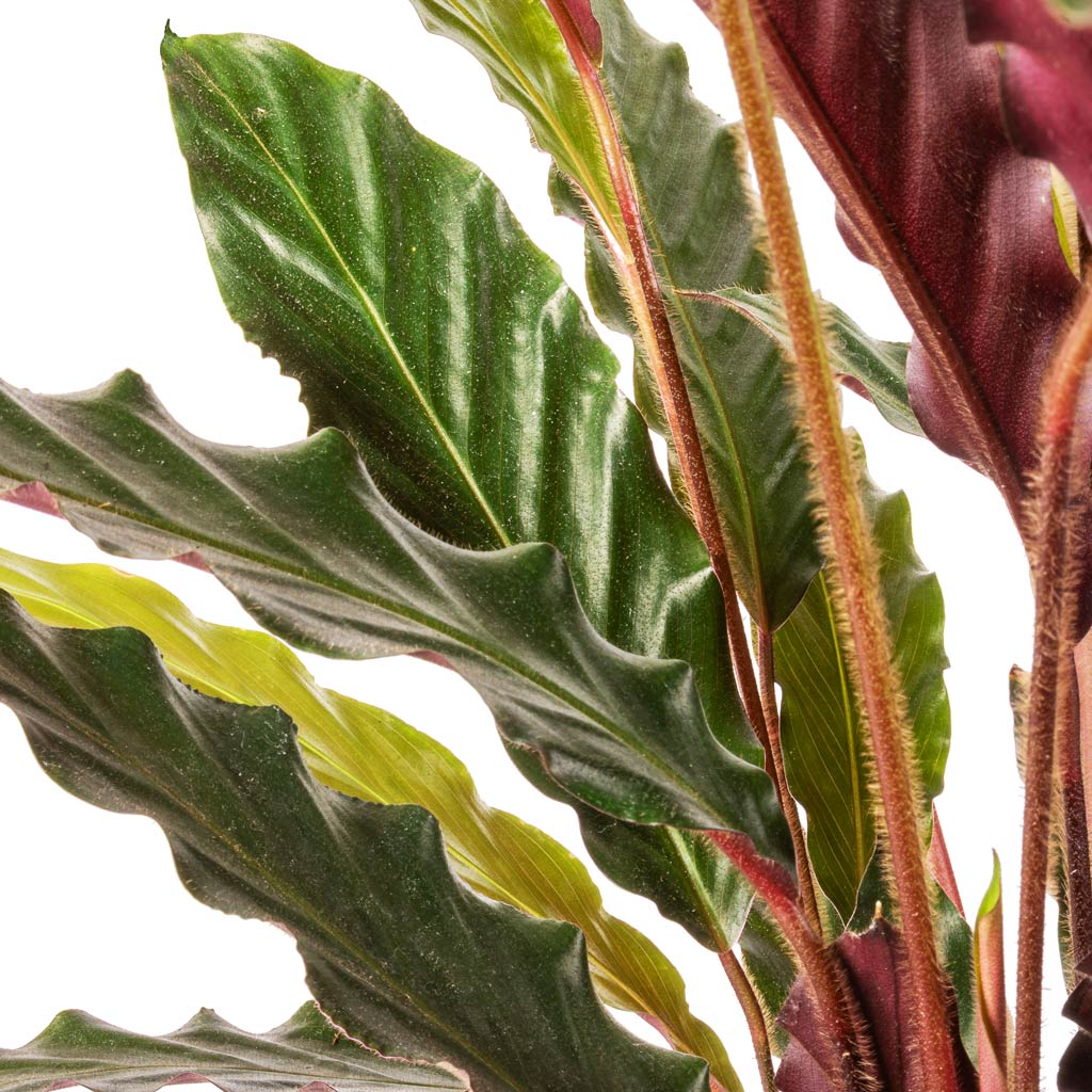 Calathea rufibarba Velvet - 19x90cm In Odile Pot Green - 21x17cm