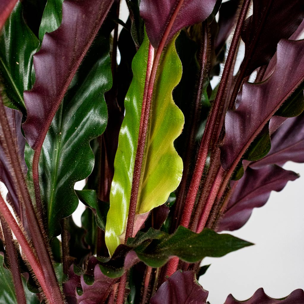 Calathea rufibarba Velvet close up