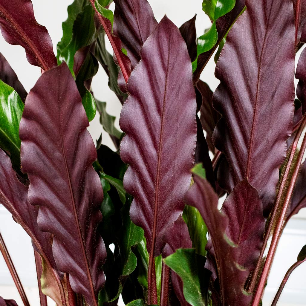 Calathea rufibarba Velvet close up