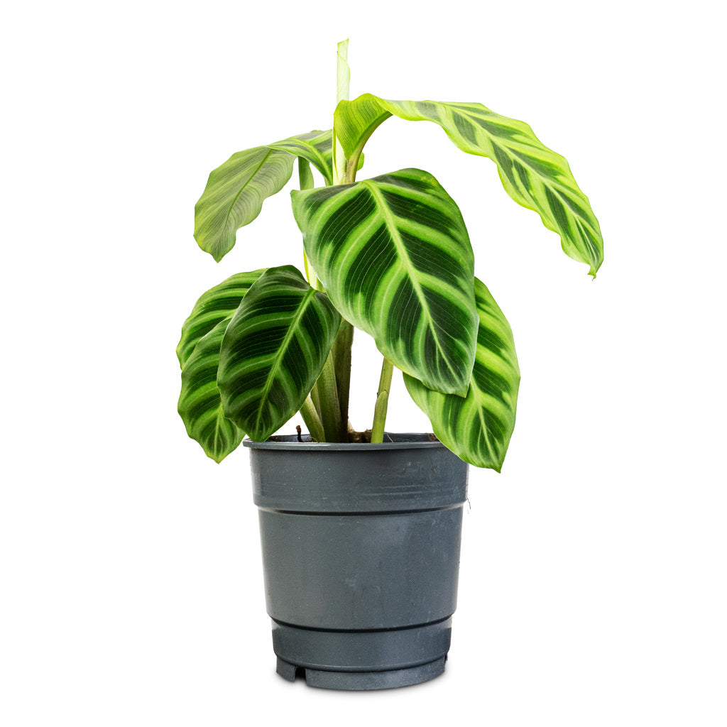 Calathea zebrina - 12x30cm