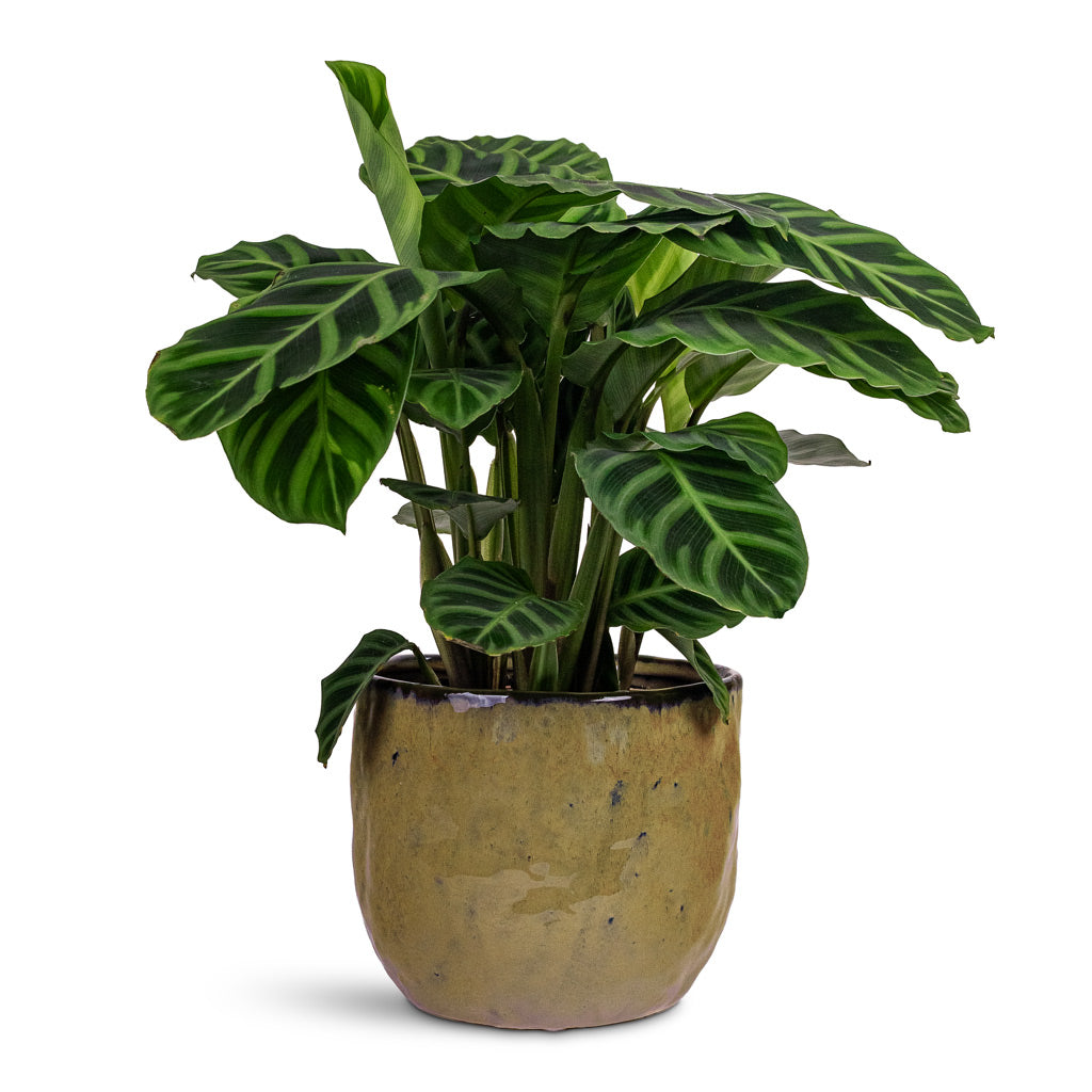 Calathea zebrina 14x45cm House Plant In Brian Pot Marrakesh 17x14cm