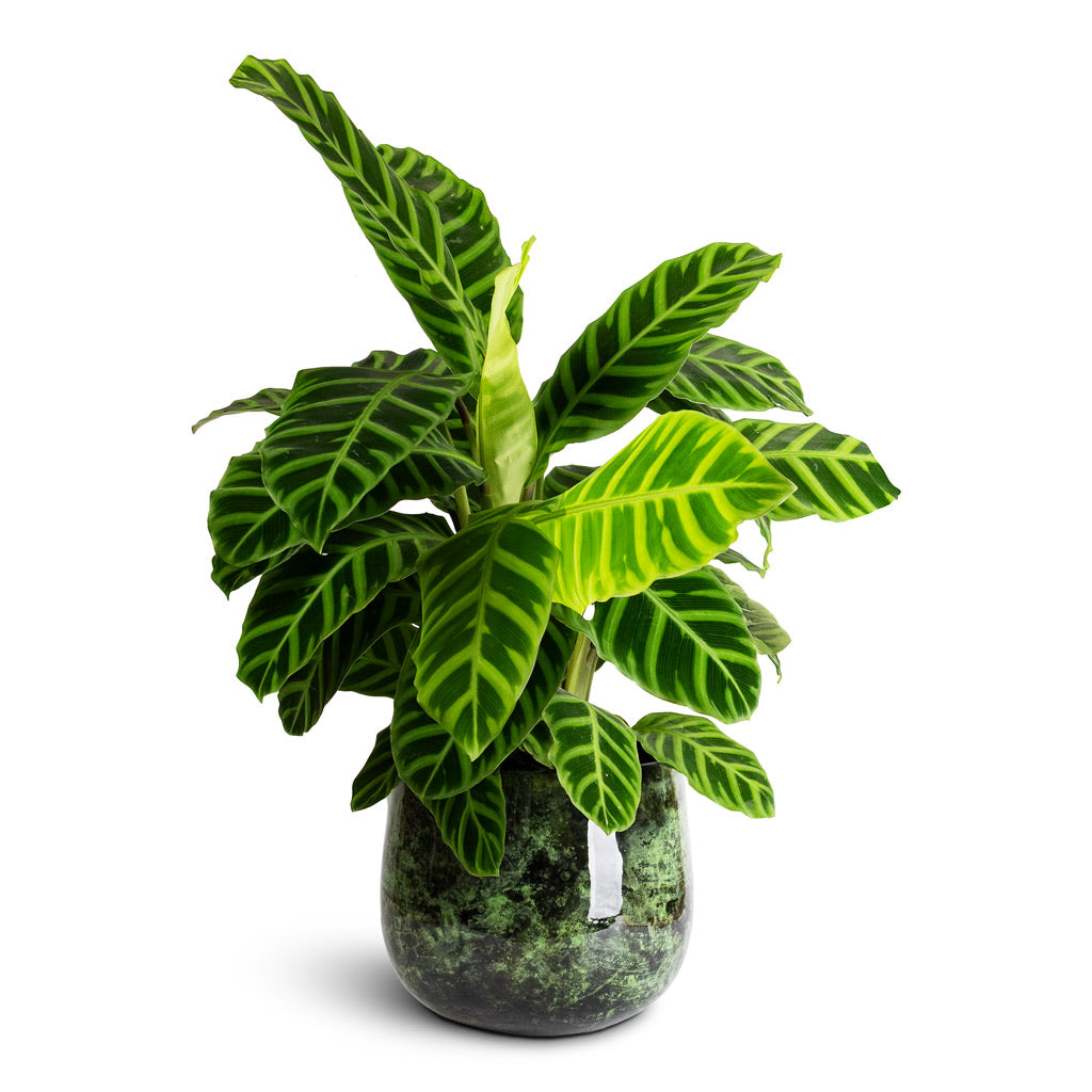 Calathea zebrina In Emmie Metal Pot Mystic Green 