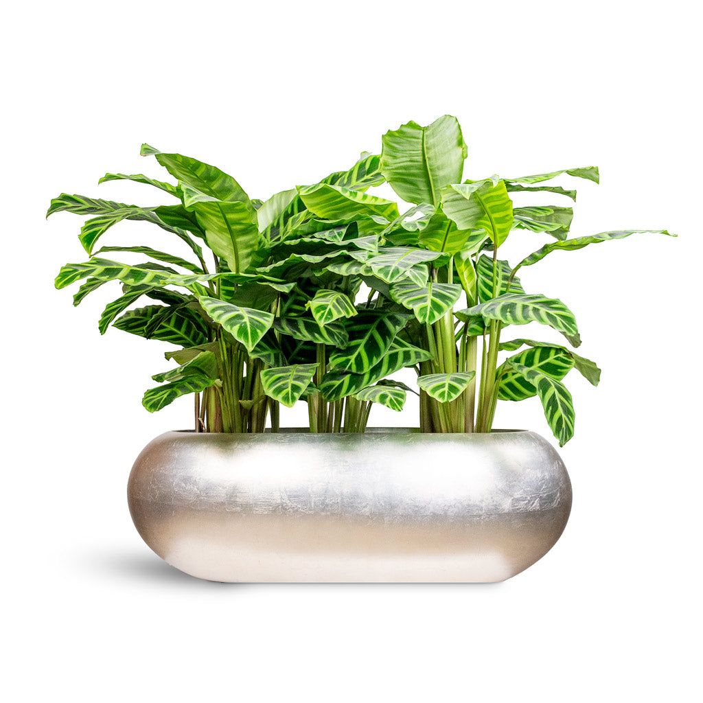 Calathea zebrina 19x70cm House Plant in Metallic Boat Planter Light Champagne 75x30x25cm