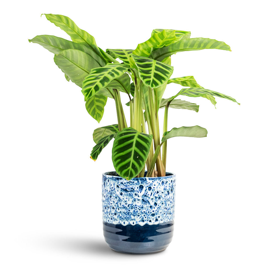 Calathea zebrina 19x70cm House Plant In Ocean Glaze Pot Sapphire 21x21cm