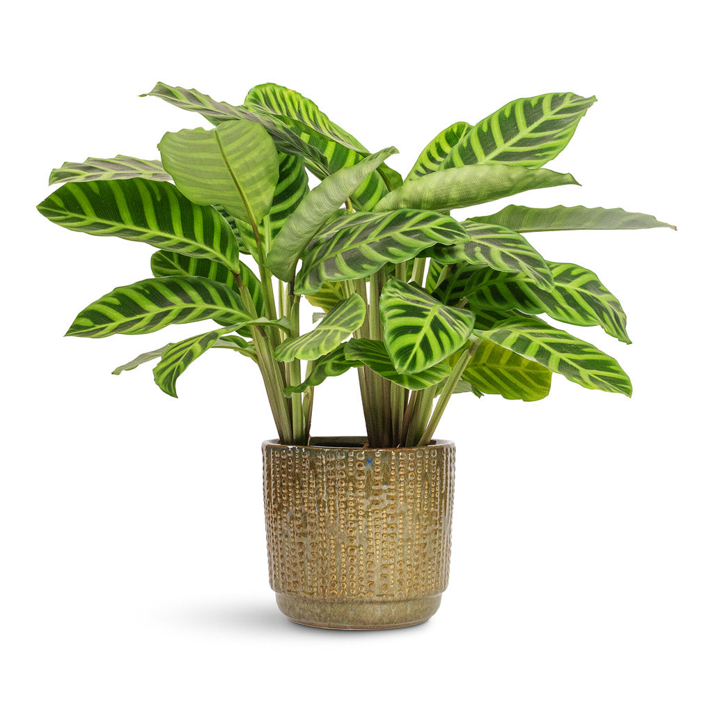 Calathea zebrina Zebra Plant - 14x45cm In Cille Plant Pot Forest - 21x20cm